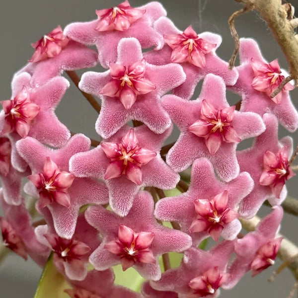 Hoya carnosa 'Freckles Splash', 3 Cuttings