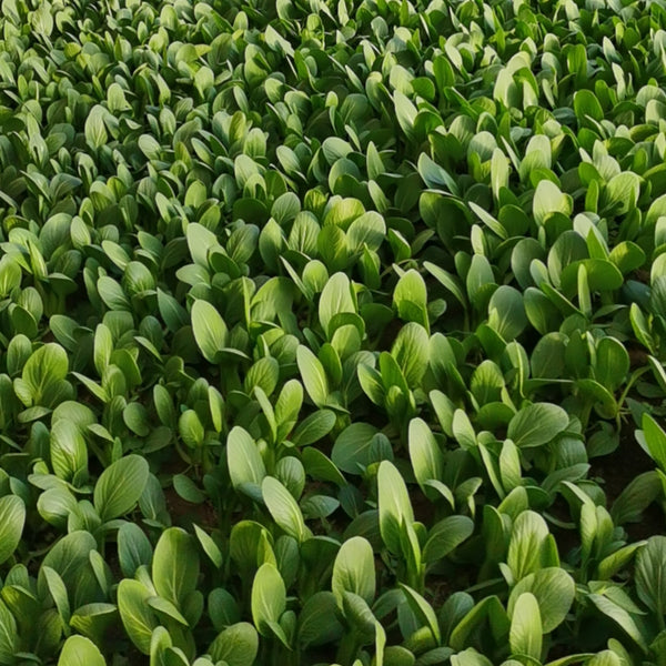 Jinmei 22 Green-stem Pak Choi Seeds, 10g