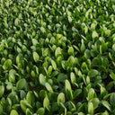 Jinmei 22 Green-stem Pak Choi Seeds, 10g