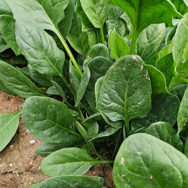 Japanese Large-Leaf Spinach Seeds, 50g
