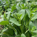 Liangtai 209 Flowering Chinese Cabbage Seeds, 10g