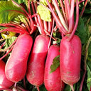 'Qishan Laobukang No.2' Water Radish Seeds, 20g