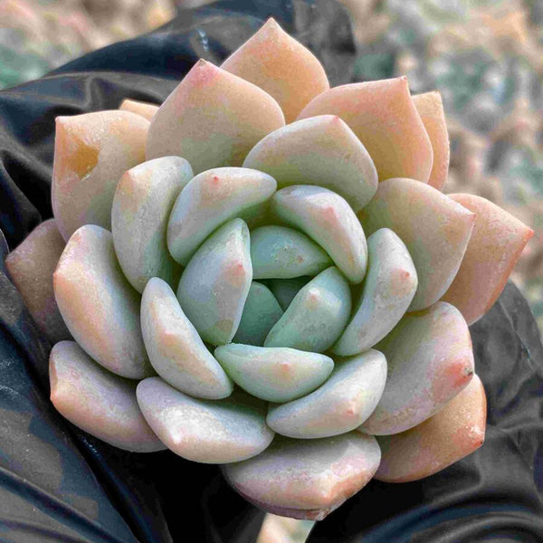 Echeveria cv. 'Snow of Dreams', 3pcs x 1-head