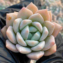 Echeveria cv. 'Snow of Dreams', 3pcs x 1-head
