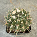 Parodia submammulosus, 3-4cm