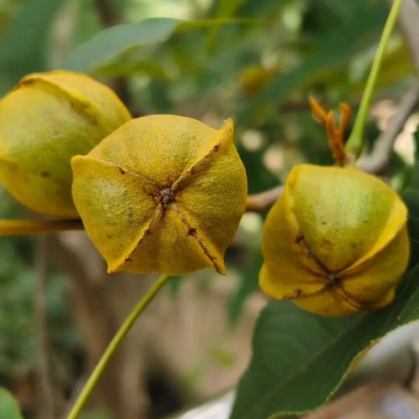 Mountain Walnut, 10 Seeds