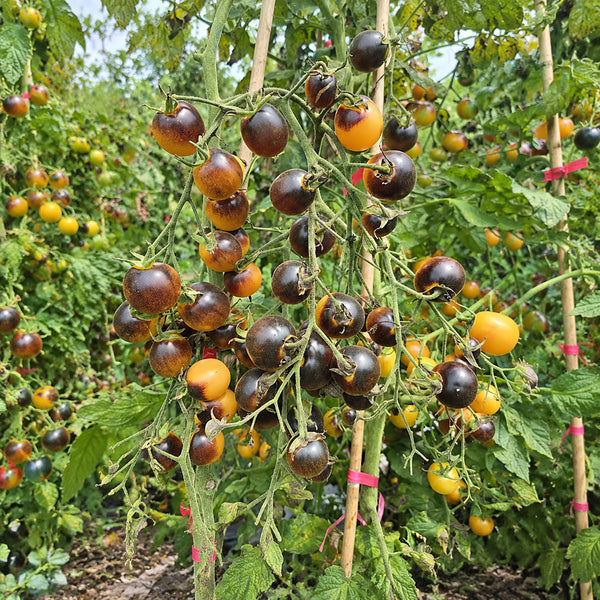 1111 Super Queen Tomato, 5 Seeds