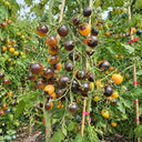 1111 Super Queen Tomato, 5 Seeds