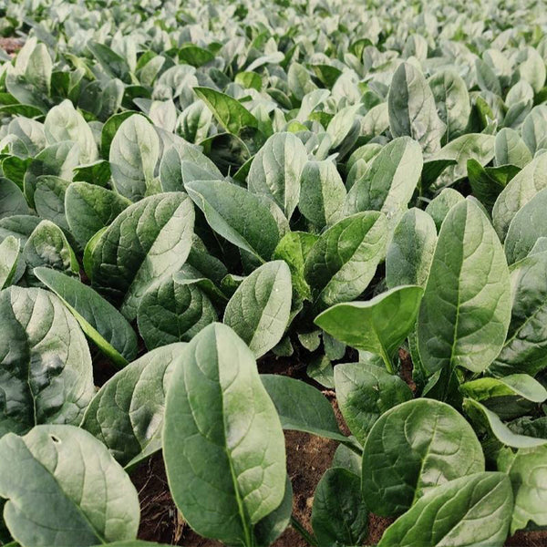 Spring-Autumn Large-Leaf Spinach Seeds, 20g