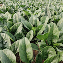 Spring-Autumn Large-Leaf Spinach Seeds, 20g