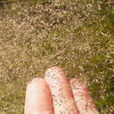 Cloud Grass Seeds, 1000 Seeds