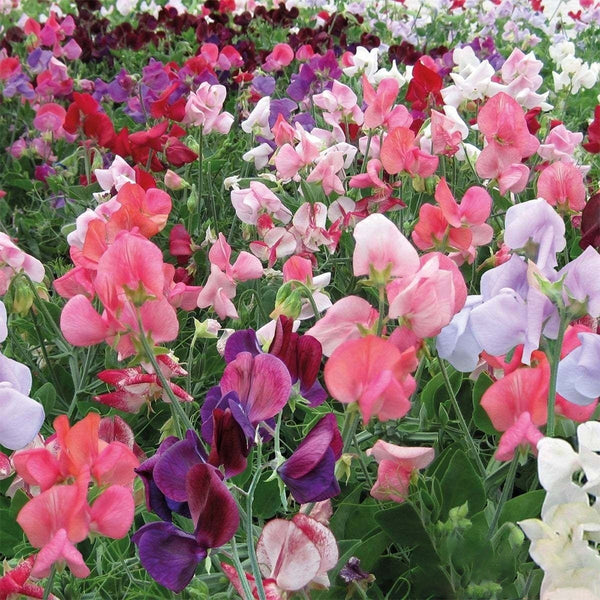 Royal Symphony' Sweet Pea Mixed Seeds, 100 Seeds