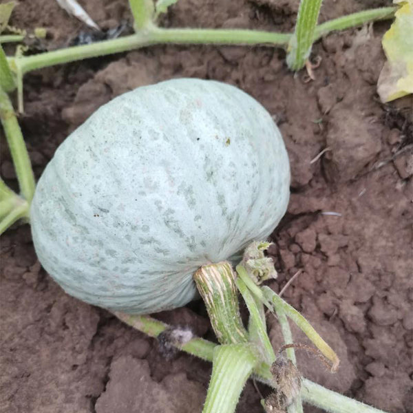'Jiemei' Silver Chestnut Pumpkin, 10 Seeds