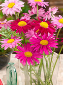 Chrysanthemum, Robinson's Mix