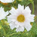 Cosmos bipinnatus 'Double Click Snow Puff'