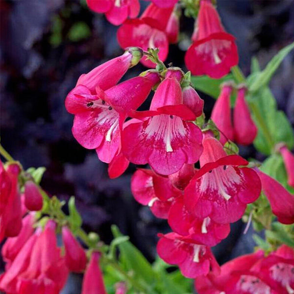 Hybrid Beardtongue Seeds, 200 Seeds