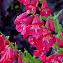Hybrid Beardtongue Seeds, 200 Seeds