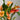 'Rialto' Calla Lily, 18/20cm Circumference, 1 Bulb