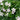 Oxalis triangularis Green, 10 Bulbs