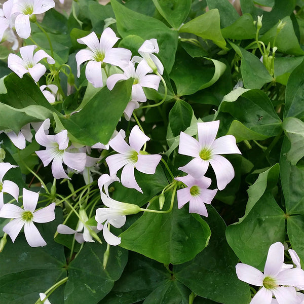 Oxalis triangularis Green, 10 Bulbs