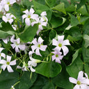 Oxalis triangularis Green, 10 Bulbs
