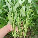 Meifeng No.3 Water Spinach Seeds, 20g