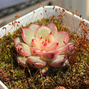 Echeveria cv. 'Starlight Jenny', 2pcs x 1-head