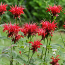 'Red Shades' Bee Balm, 10 Seeds