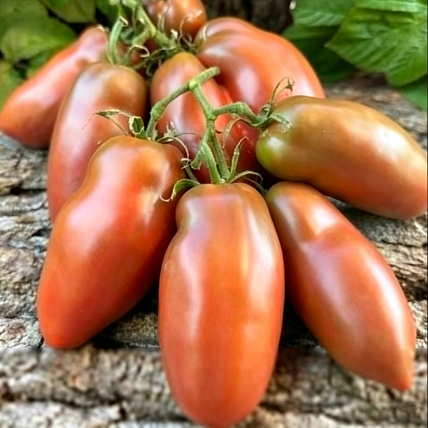 939 Chocolate Pepper Sauce Tomato, 5 Seeds