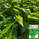 Meifeng No.3 Water Spinach Seeds, 20g