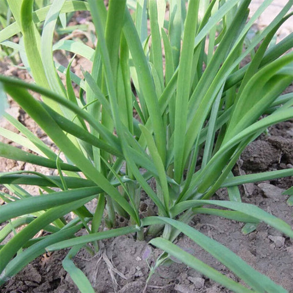 Fusheng No.1 Snow Leek Seeds, 250g