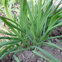 Fusheng No.1 Snow Leek Seeds, 250g