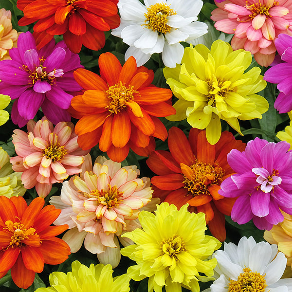 W1342 Dwarf Double Zinnia Mix, 100 Seeds