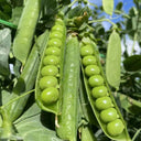 Edible Green Pea Seeds, 5 x 20g Bags