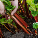 Garden Rhubarb, 15 Seeds