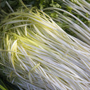 Huangxiangjiuwang Yellow Chive Seeds, 30g