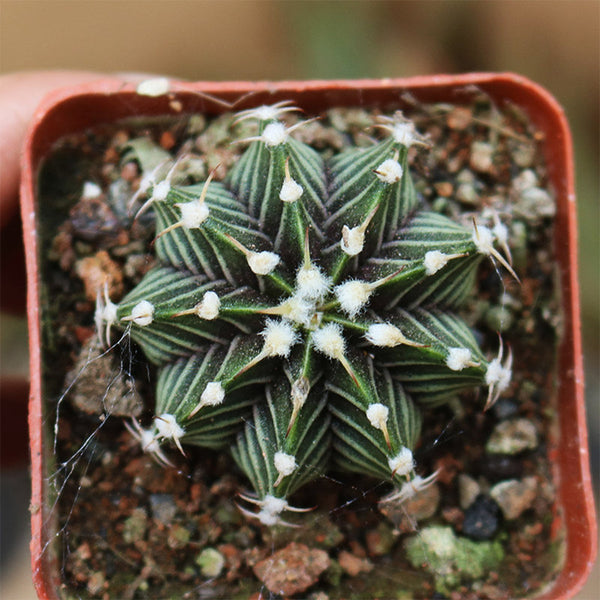Gymnocalycium hybrid 'Rib Peony', 3-4cm