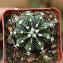 Gymnocalycium hybrid 'Rib Peony', 3-4cm