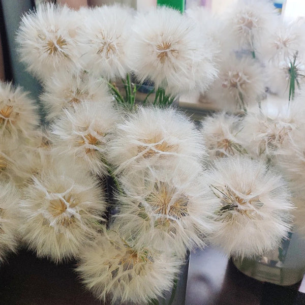 Giant Salsify, 50 Seeds