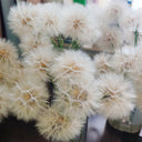 Giant Salsify, 50 Seeds