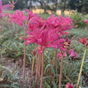 Pink Lycoris sprengeri, 1 Bulb