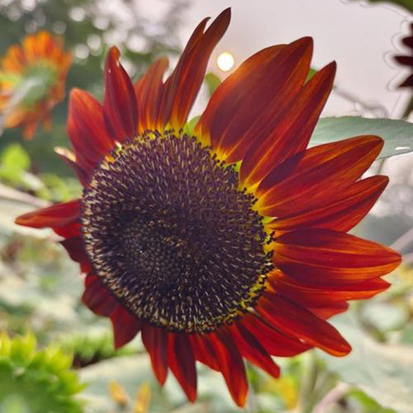 HEL23 Sunflower, 100 Seeds
