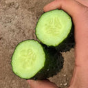 'Boya 816' Cucumber, 50 Seeds
