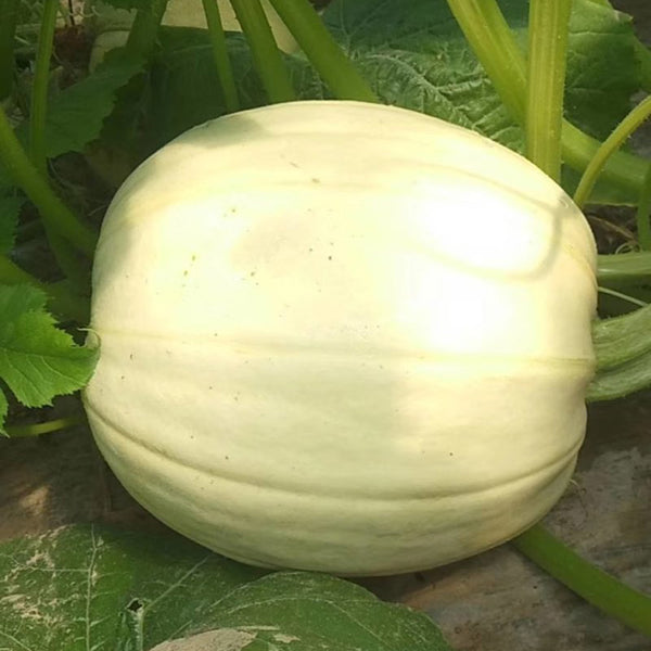 Golden Thread Squash Seeds, 10g