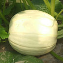 Golden Thread Squash Seeds, 10g