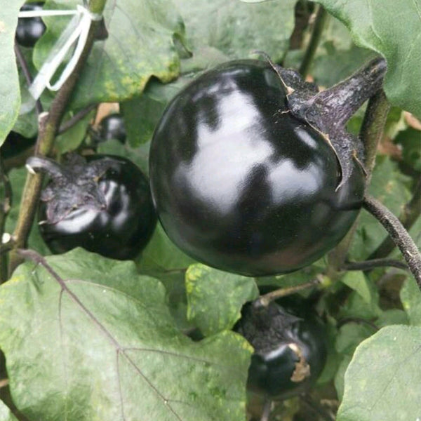'Heiyuanshuai' Round Eggplant Seeds, 100 Seeds