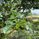 Dahongpao Sichuan Peppercorn, 100 Seeds