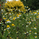 Oxeye Daisy Seeds, Pkt of 5000