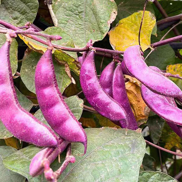 Purple Hyacinth Bean Seeds, 5g Per Bag