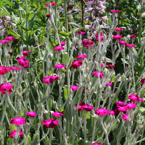 Red Flowered Rose Campion, 20 Seeds